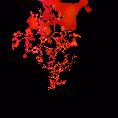 KIZ Growth Collection - old