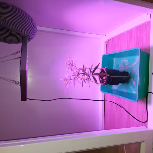 growweedbeginner