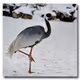 Grus grus