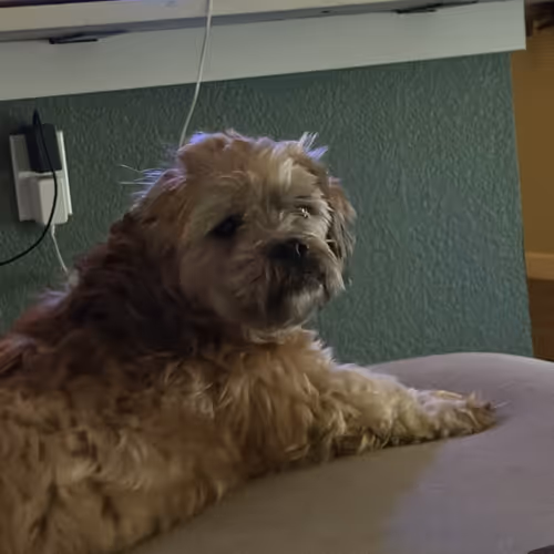 Guardians of the Couch