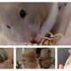Hamster Run