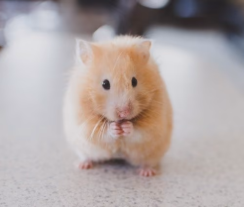 hamster V4 - old