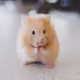 hamster V4 - old