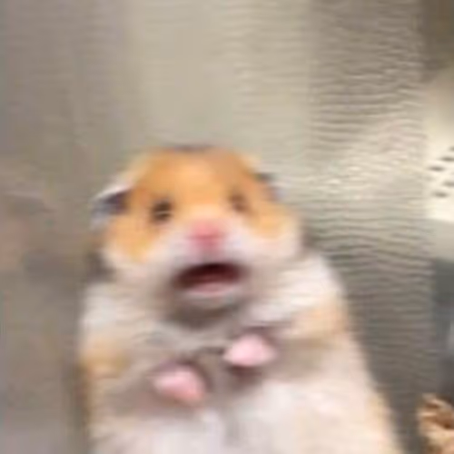 Hamster In A Panic