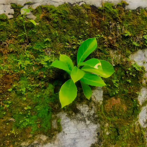 handiwork of nature