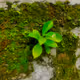 handiwork of nature