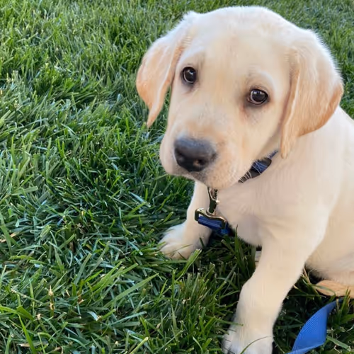 Happy boy named Gus
