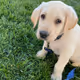 Happy boy named Gus