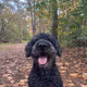 Happy dog