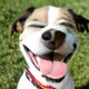 Happy Dogs Collection