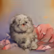 Happy Fluffy Friends