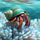 Happy Hermit Crabs