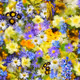 Happy Little Flowers by AMVH - old
