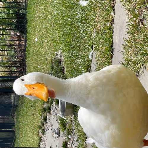 happyduck collection