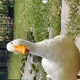 happyduck collection
