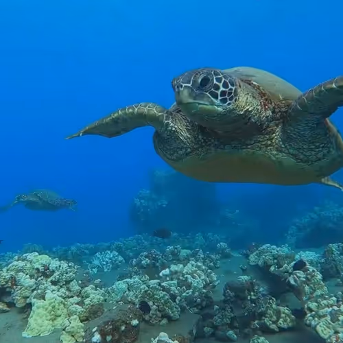 Hawaii Marine Life - old