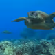 Hawaii Marine Life - old
