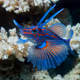 HAWKFISH