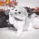 Healing_cat