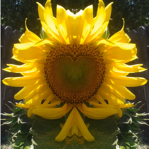 heart sun barrier - old