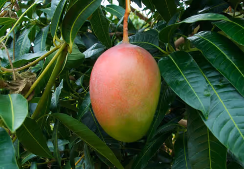 Mango tree 8