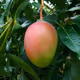 Mango tree 8