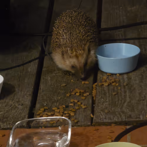 Hedgehog 01