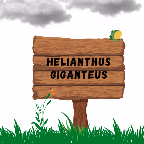 Helianthus Giganteus