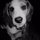 Hendrix The Beagle