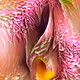 Her Flower - old