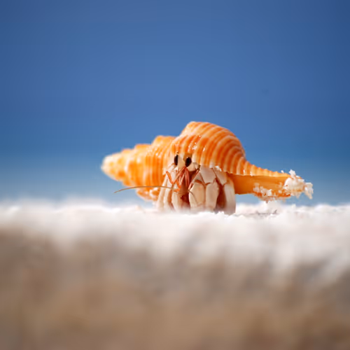 hermit crab maldives