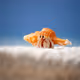 hermit crab maldives