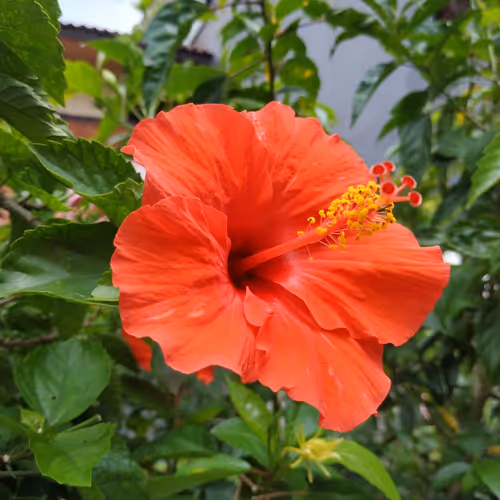 Hibiscus's