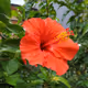 Hibiscus's