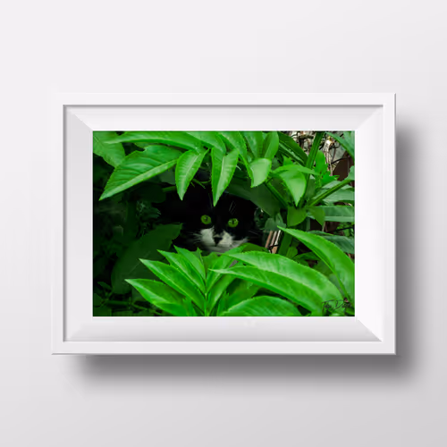 Hide and Seek NFT Collection