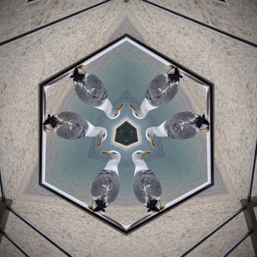 At the sea - Seagulls