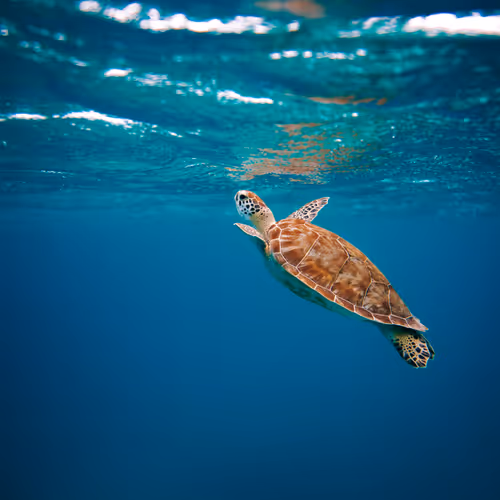 high quality turtle pics - fh5So3beB7