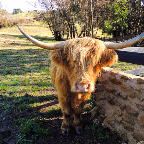 highlander golden