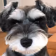 hikage dog