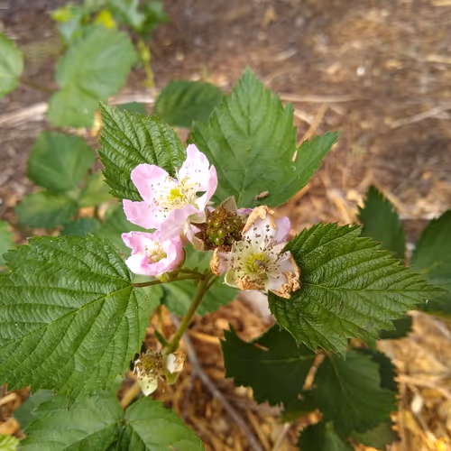 Hill Country Photography - old