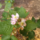 Hill Country Photography - old