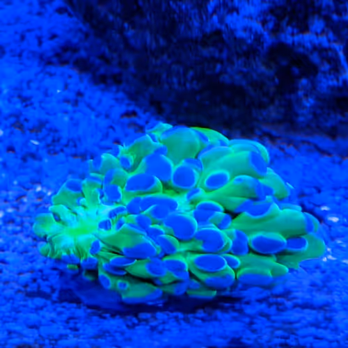 reeftank