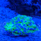 reeftank