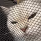HOHOHO CAT