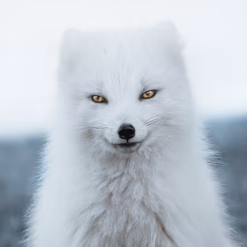 Hollow Sun Editions - old