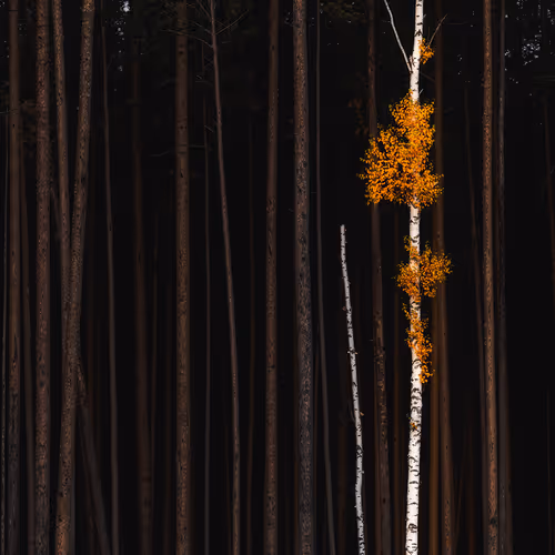 Home Among Strangers