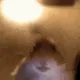 hOnEy V3
