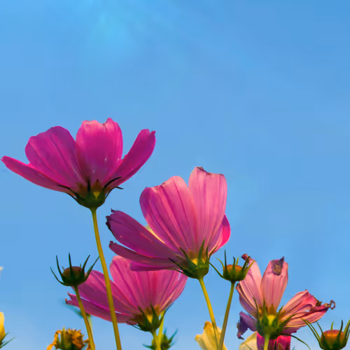 Hope Flower