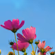 Hope Flower