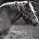 =HORSES=